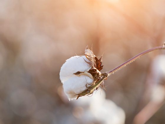 Baumwolle - Wissenswertes über die Naturfaser