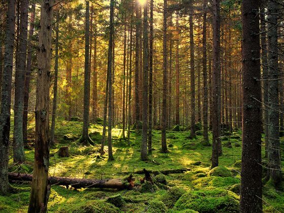 Auf dem Weg zur sauberen Viskose