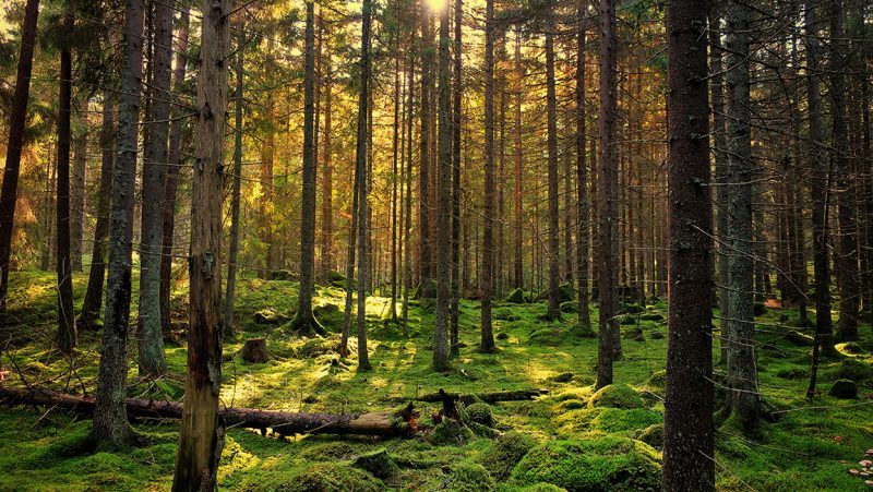 Auf dem Weg zur sauberen Viskose