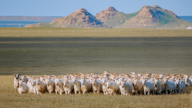 Zu Besuch auf unseren Kaschmir-Farmen in der Inneren Mongolei, China