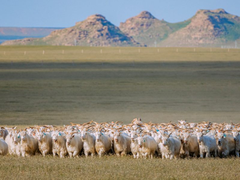Zu Besuch auf unseren Kaschmir-Farmen in der Inneren Mongolei, China