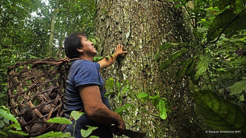 Waldschutz in Trambopeta, Peru: Unser Klimaschutzprojekt