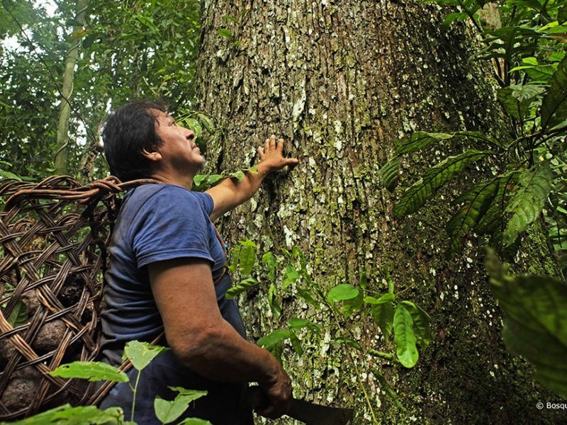 Waldschutz in Trambopeta, Peru: Unser Klimaschutzprojekt