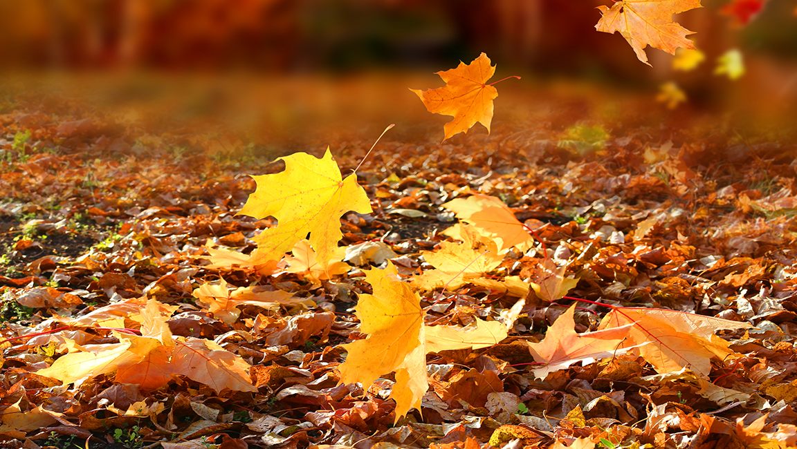 Titelbild Herbst-Outfit