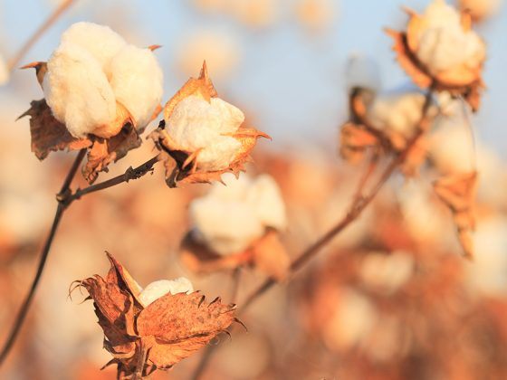 World Cotton Day: Alles über Supima-Baumwolle