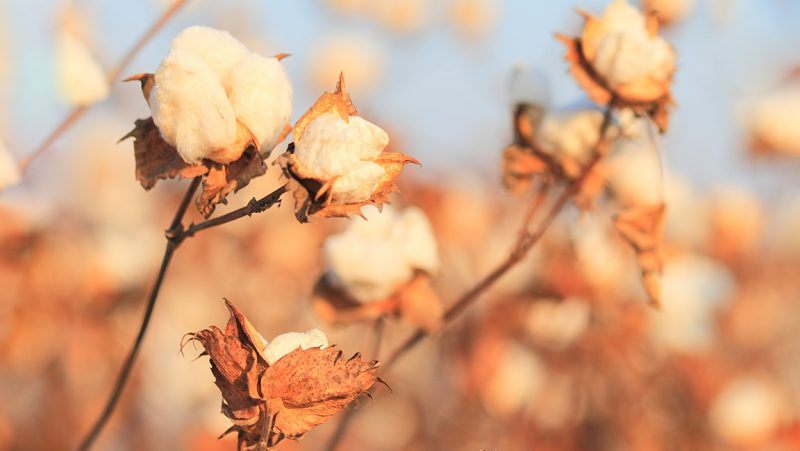 World Cotton Day: Alles über Supima-Baumwolle